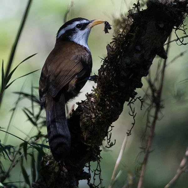 <h3><a href="/trips/srilanka/biota/animalia/chordata/aves/040 passeriformes/089 timaliidae/pomatorhinus melanurus/pomatorhinus melanurus-nl.html">Pomatorhinus&nbsp;melanurus</a> / Sri&nbsp;lanka&nbsp;scimitar&nbsp;babbler / Ceylonese&nbsp;kruiplijster</h3>NIKON D500 met AF-S Nikkor 80-400mm f/4.5-5.6G ED VR, 1/1250 sec  bij F5.6, ISO 1600, afstand 8.91&nbsp;m